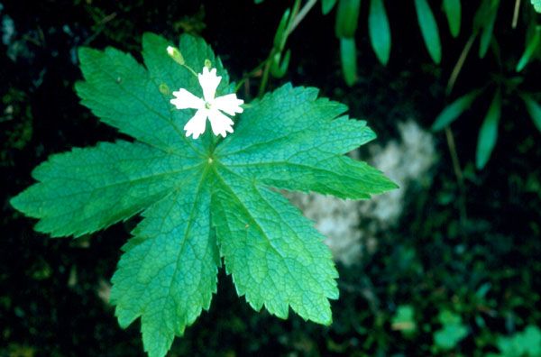 Cvetlica